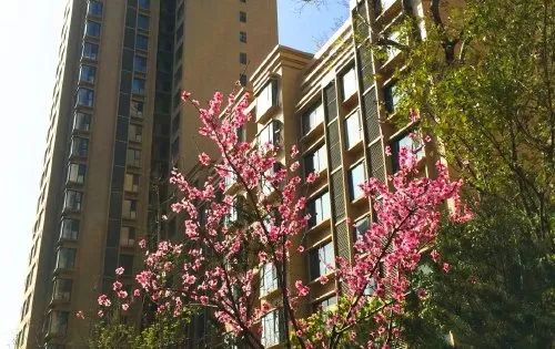 现房生活无需等待！春暖花开，来麟泰花园遇鉴美好