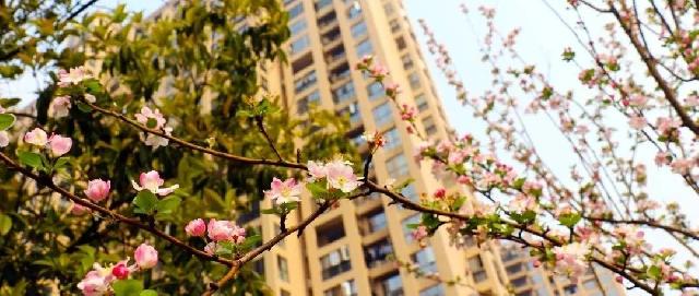 现房生活无需等待！春暖花开，来麟泰花园遇鉴美好