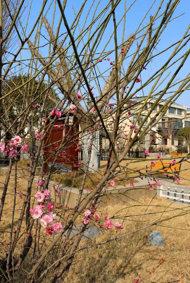 春之韵 | 赏梅花 萌粉治愈心情 幽香滋养魂灵