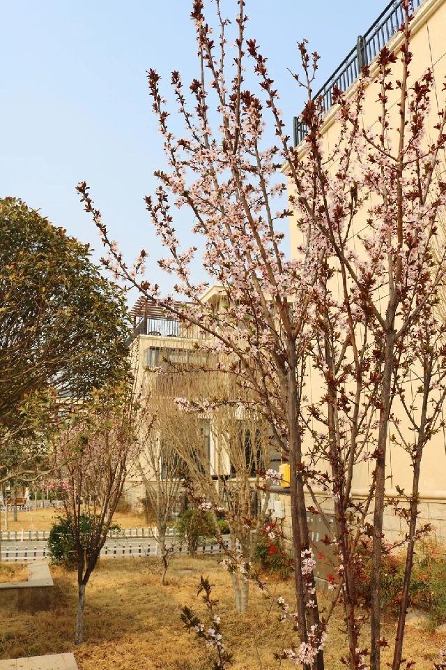 群芳斗艳 | 春天的宅院 如此美好
