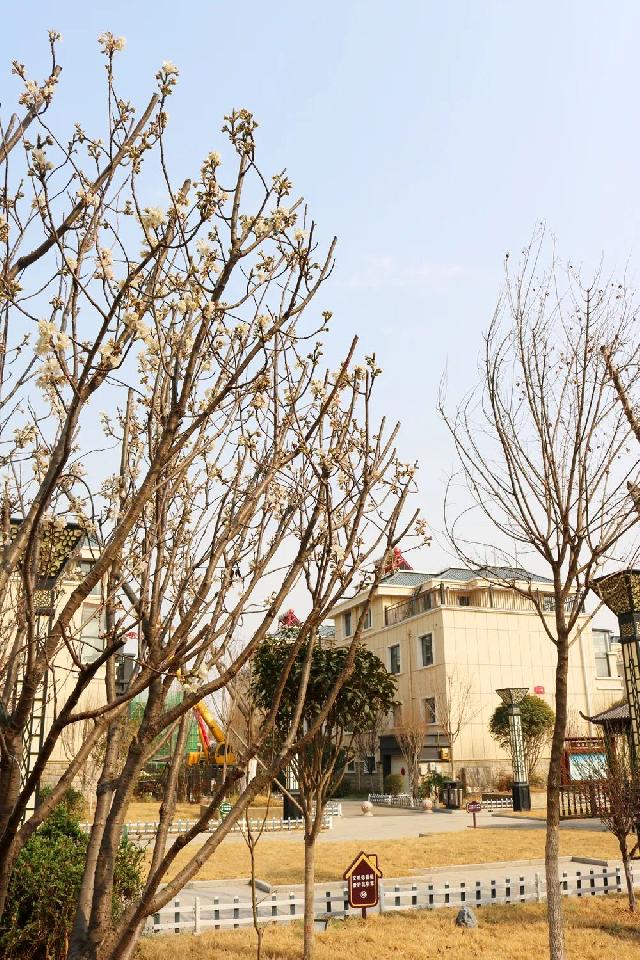 群芳斗艳 | 春天的宅院 如此美好