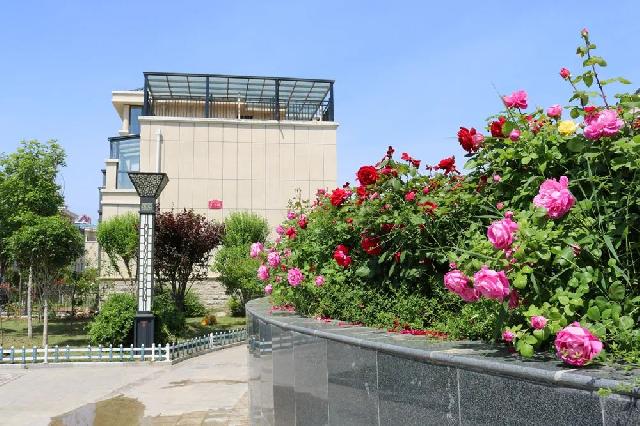 盛花期 | 玫瑰、月季、蔷薇竞相斗艳 【南环壹号院】多彩花海 美不胜收