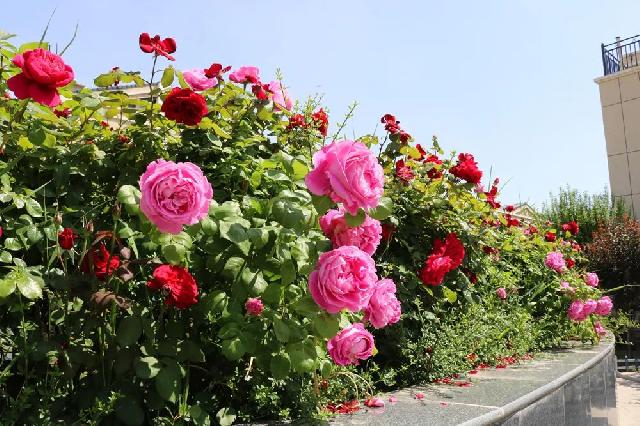 盛花期 | 玫瑰、月季、蔷薇竞相斗艳 【南环壹号院】多彩花海 美不胜收