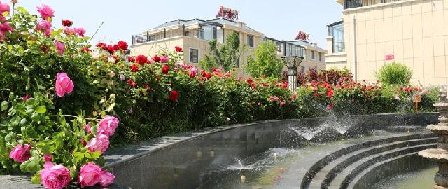 盛花期 | 玫瑰、月季、蔷薇竞相斗艳 【南环壹号院】多彩花海 美不胜收